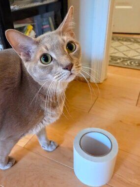 Anti Cat Scratch Tape, 4" x 25Yds Transparent Double Sided Furniture Protector